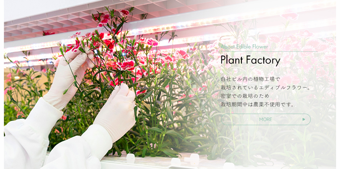 About Edible Flower Plant Factory 自社ビル内の植物工場で栽培されているエディブルフラワー。密室での栽培だから農薬不使用です。